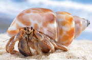 hermitcrabs2.jpg