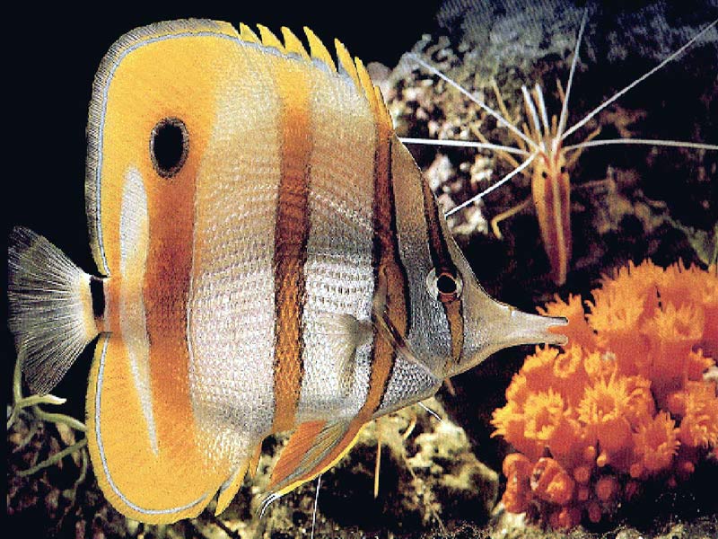 butterfly-fish.jpg