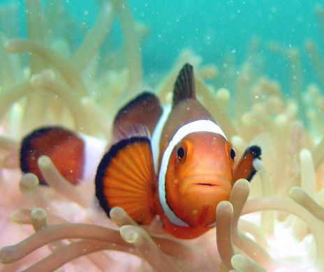 clownfish.jpg