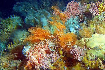 coral.jpg