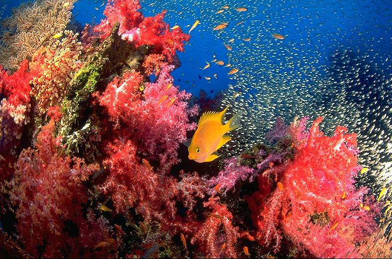 coral1.jpg