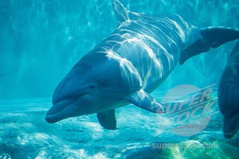 dolphin1.jpg