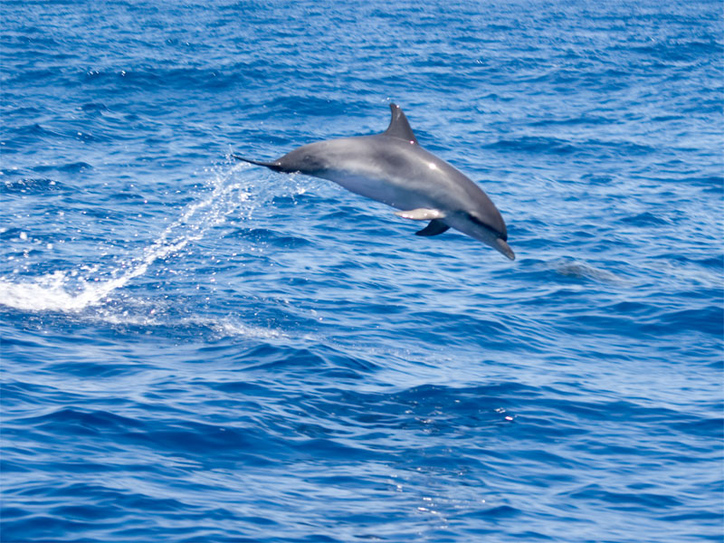 dolphin3.jpg