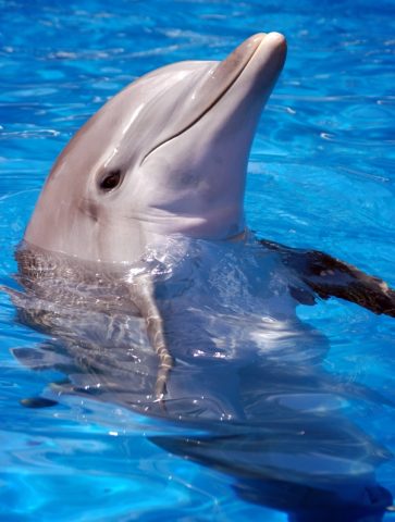 dolphin6.jpg
