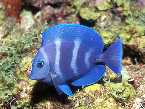 fish4.jpg