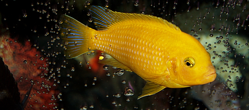 fish5.jpg