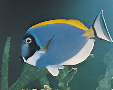 fish6.jpg