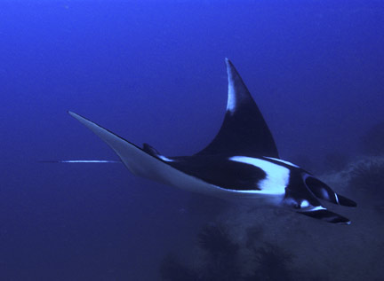 manta-ray-07b.jpg