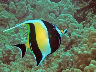 moorish-idol.jpg