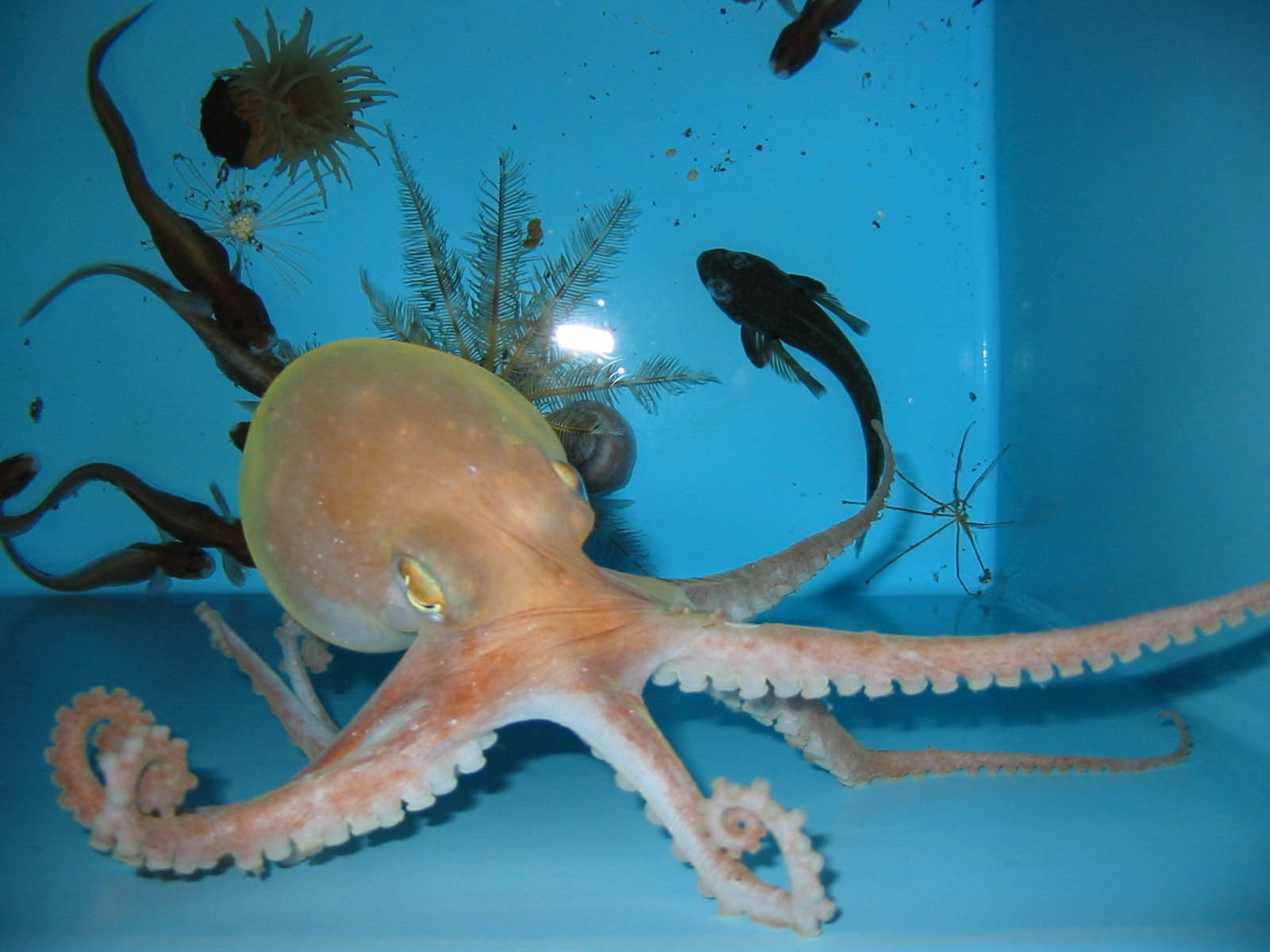 octopus.jpg