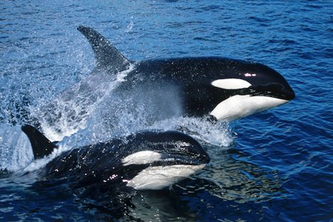 whales1.jpg