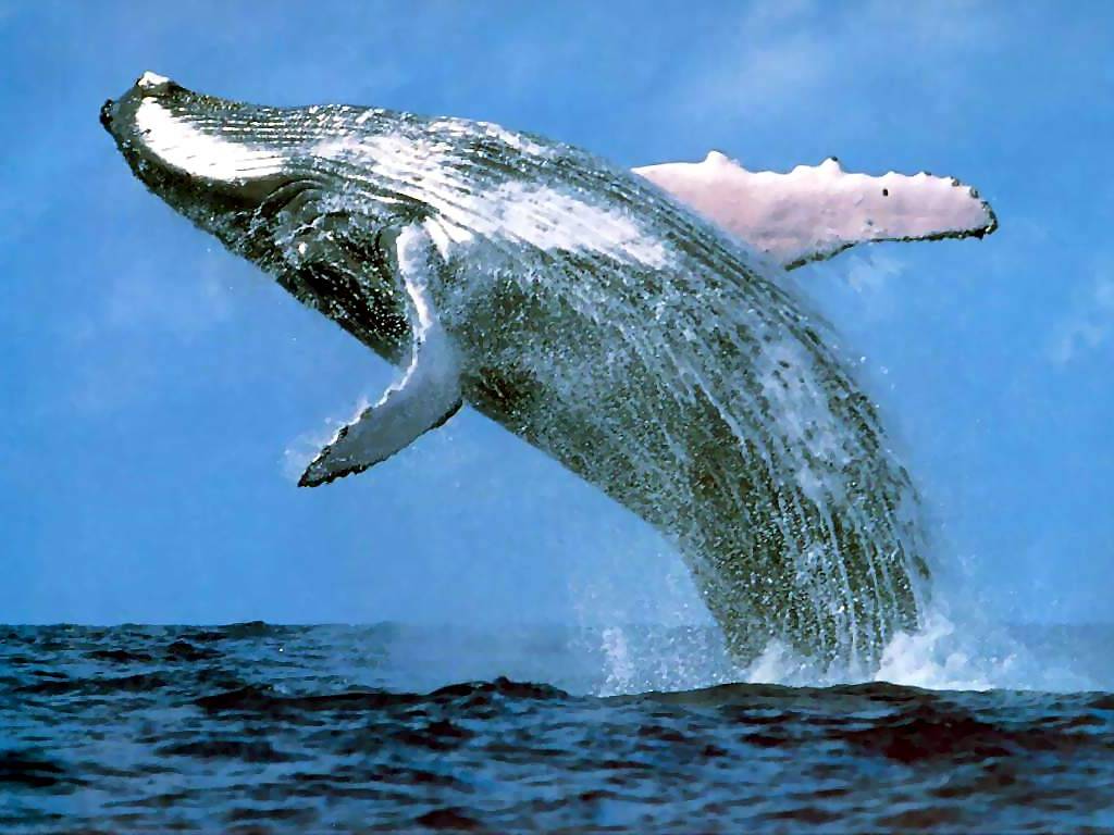 whales2.jpg
